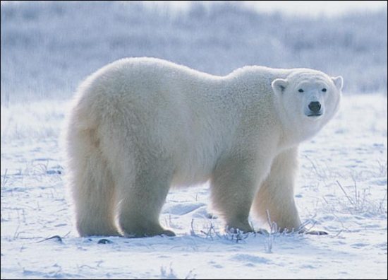 Белый медведь фото