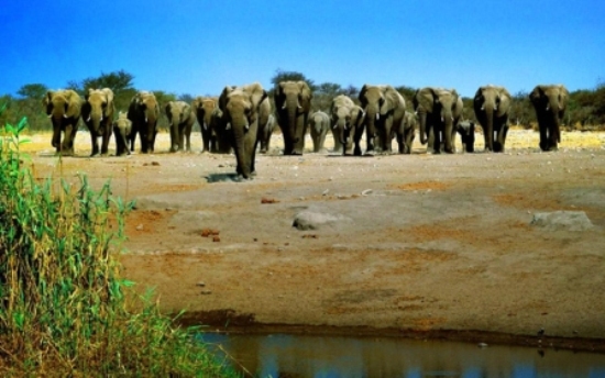 Слоны фото