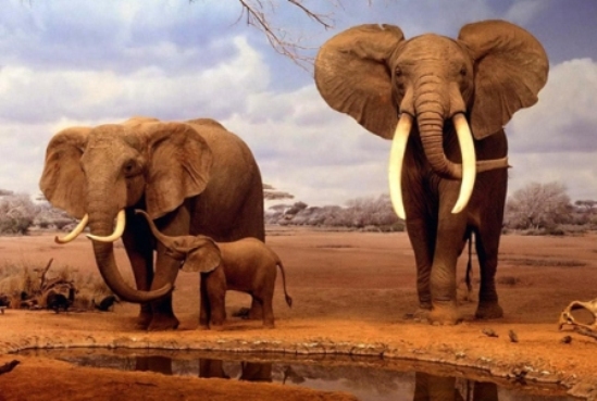 Слоны фото
