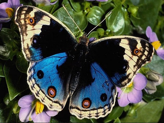 Бабочки картинки и фото