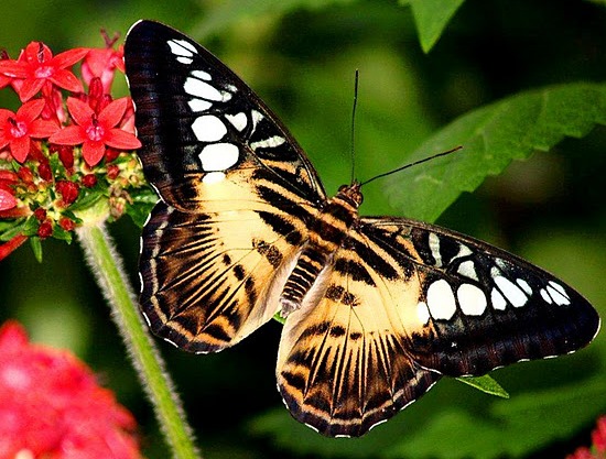 Бабочки картинки и фото